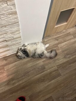 Kočka whiskas - 2