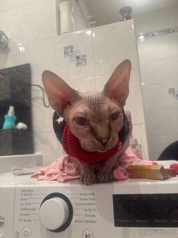Sphinx - 2