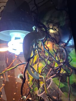Prodám mládě chameleona i s teráriem - 2