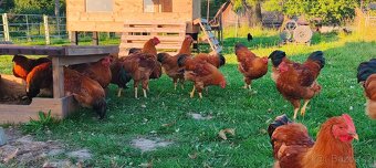 Kohouti hempšírky velké a araukany - 2