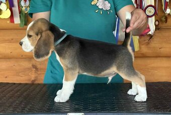 Bigel, bigl, beagle s PP - 2