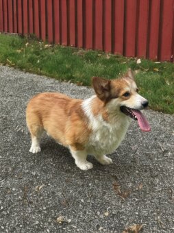 Corgi - 2