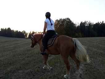 Pronájem Haflinga Rynoltice Liberecký kraj - 2