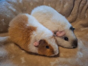 Morče - dvě holčičky US Teddy - 2