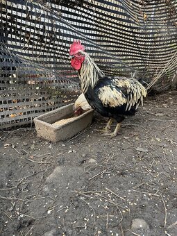 Kohouti 2024 ( 2x Araucana Lavender, 1x Mix ) - 2