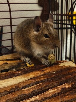 Osmák Degu - 2