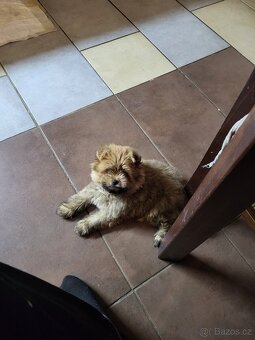 Pomeranian x Jorkšírský teriér biro fenka - 2