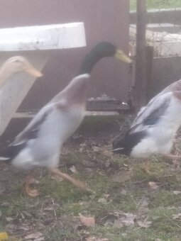 Indický běžec - 2