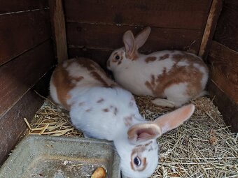 Králík - samice - 2