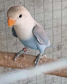 Agapornis Fišerův - 2