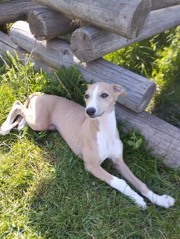 Whippet/ Vipet - 2