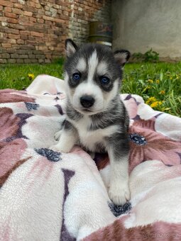 Prodám štěňata Sibiřský husky bez PP - 2
