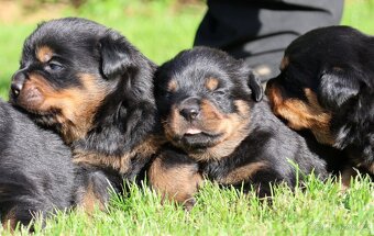 Rotvajler štěně s PP, Rottweiler štěně s PP - 2
