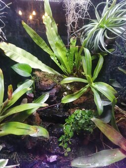 Terarium/paludarium - 2
