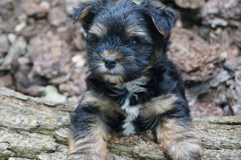 Štěňátka jorkšíra teriéra již k odběru (Yorkshire terrier) - 2