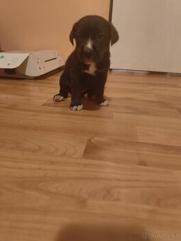 Labrador staford - 2