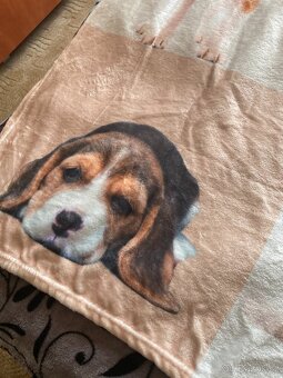 Deka beagle - 2