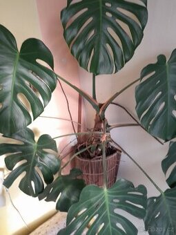 Monstera pokojová rostlina - 2