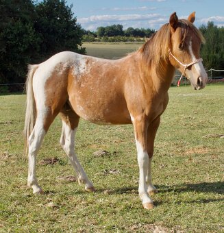 Pony 1,5 roční hřebeček - 2