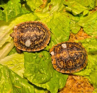 Želva sklání - Malacochersus tornieri - 2