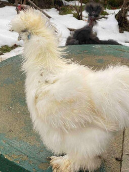 USA silk hedvábnička - kohout - 2