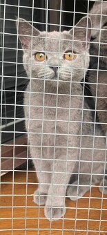 Britská kočička - 2