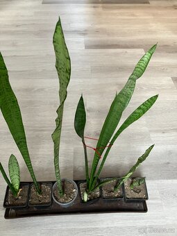 Kytka tchýnin jazyk velký. - 2