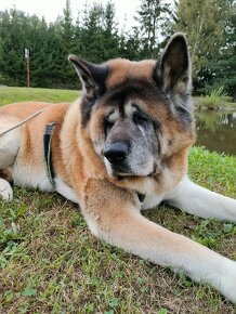 Americká akita - 2