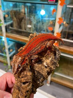 R. Auriculatus - 2