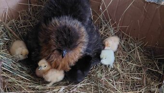 Hedvabničky , ayam Cemani - 2