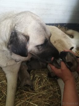 Kangal - 2
