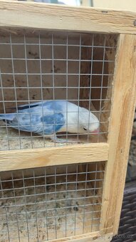 Agapornis Fišerův - 2