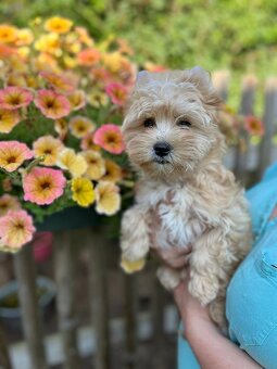 K prodeji pejsek Tik Tok golddust yorkshire terrier - 2