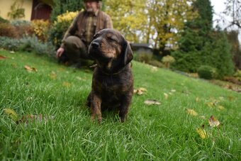 Štěňata barvářů - bez PP - 2