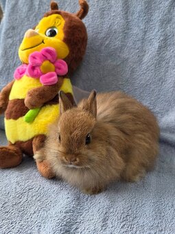 Nádherní liščí králíčci k odběru - 2