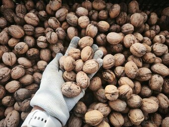 Čerstvé vlašské ořechy - 2