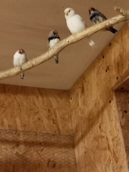 Neoféma Tyrkysová - 2