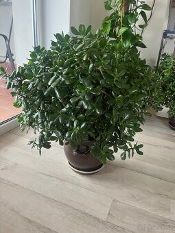 Velká zdravá tlustice - 2