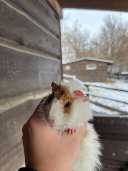 Morčata Ostrava 200,- - 2