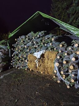 Vánoční stromky - 2