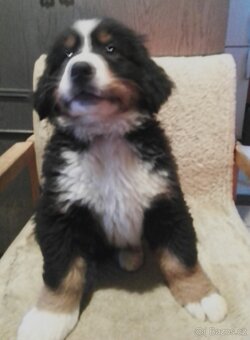 Bernský salašnický pes - štěňata bez PP - 2