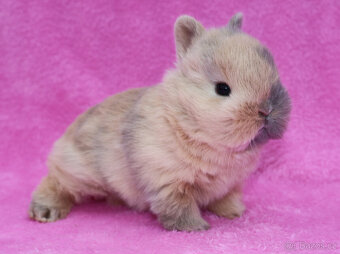 Zakrslý krátkouchý králíček . Samička . - 2