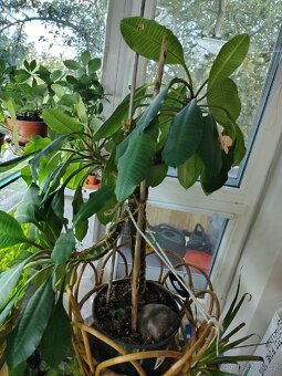 Pokojové rostliny - 2