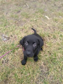 Labrador štěně - 2