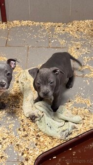 Americký stafordširský teriér - 2