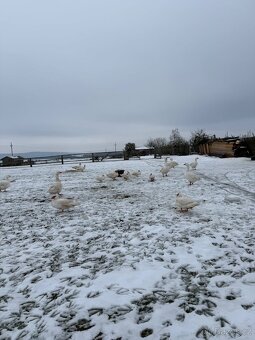 Kachny a kačeři - 2