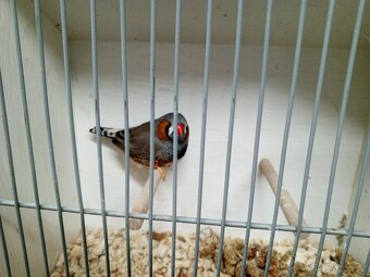 Zebřička pestrá - 2