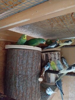 Papoušek nádherný - 2