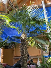Palma Trachycarpus fortunei - 2