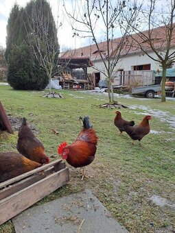 Násadová vejce Australky, Hempšírky a Plymutky bílé - 2